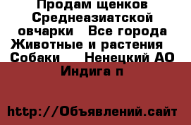 Продам щенков Среднеазиатской овчарки - Все города Животные и растения » Собаки   . Ненецкий АО,Индига п.